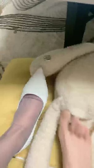 丽塔 红绿灯了 狗狗们快来吧-青萍女尊资源分享平台