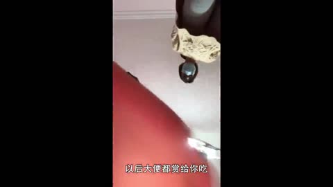 安诺和一诺M 第一人称羞辱贱货滚进来跪着听1-青萍女尊资源分享平台