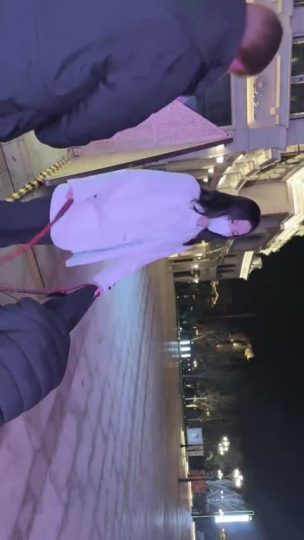 牙乖乖 户外带素人体验调教-青萍女尊资源分享平台