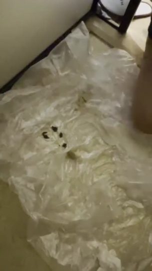 video_2062@25-02-2023_15-25-48-青萍女尊资源分享平台