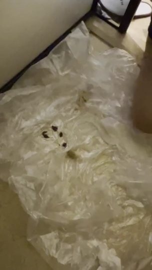 1713569351840_QQ视频20220921190024-青萍女尊资源分享平台