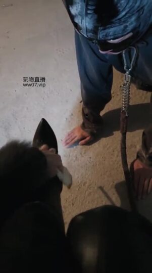 Sera P1 皮靴养护指南-青萍女尊资源分享平台